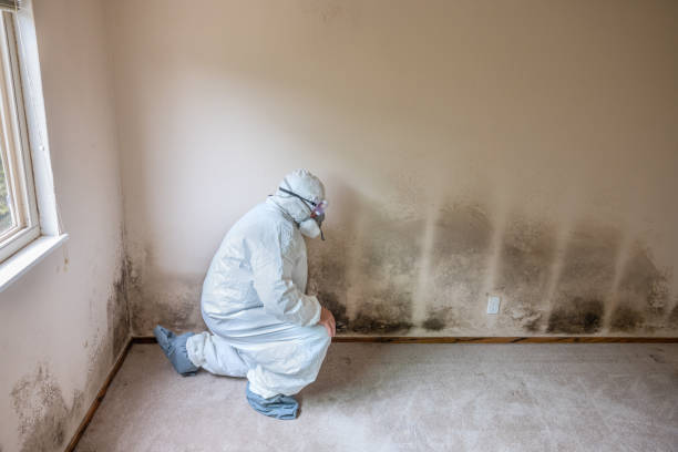 Trusted Sayre, PA Mold Inspection, Removal & Remediation Experts